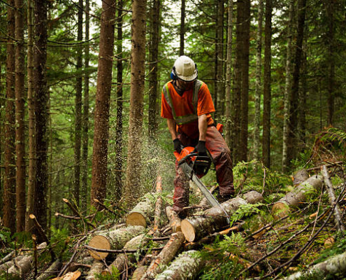 Giménez Forestal | Empresa de tala de árboles en Barcelona