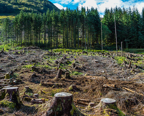 Giménez Forestal | Empresa de tala de árboles en Barcelona